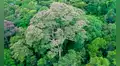 Científicos descubrieron que un árbol selvático aprendió a controlar los rayos para ‘acabar con sus enemigos’