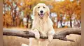 Los golden retriever esconden una sorpresa en su ADN: sus genes podrían ayudar a entender emociones humanas