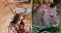 Turista pidió cuy y le dieron rata: restaurante campestre sirvió roedor frito en ruta Pativilca-Huaraz