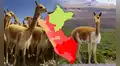 Esta región de la costa superó a Cusco y Ayacucho y será la 'nueva capital de la vicuña', según Serfor