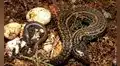 Investigadores peruanos celebran el hallazgo de una nueva especie biológica dentro de un área protegida en Cajamarca