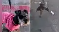 Héroe sin capa: joven atrapa en el aire y salva la vida a perrito que cayó desde un tercer piso en El Agustino