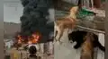 Enorme incendio consume almacén cerca de albergue de perros en Villa El Salvador