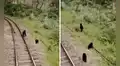 Familia de osos andinos es captada caminando en vía férrea a Machu Picchu: “Es su hábitat natural”