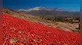 El fenómeno natural de Argentina que transforma paisajes y atrae turistas cada otoño: dura 20 días
