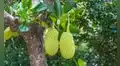 La fruta más grande que crece en un árbol se cultiva en América Latina: mide casi un metro, pesa más de 50 kilos y sabe a siete sabores