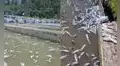 Desastre ambiental: contaminación con cianuro en río Yuracyacu provoca la muerte masiva de truchas en Junín