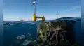 El hallazgo que asombra a científicos: parque eólico en Portugal se convierte en refugio para 270 especies marinas