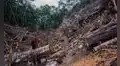 Investigadores de la UNI ganan financiamiento para IA que detectará tala ilegal en la Amazonía peruana