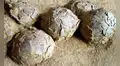 Descubren 100 huevos de dinosaurio en Francia de hace 70 millones de años: habrían sido puestos por un titanosaurio