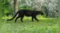 Un felino que se creía extinto reaparece en su hábitat natural después de 40 años y sorprende a científicos