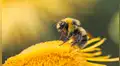 No se trata de una monarquía: las abejas obreras ayudan a decidir qué larva se convierte en reina