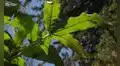 Este árbol se burla de los insectos gracias a una técnica biológica clave que protege sus hojas y le permite sobrevivir a la primavera