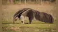 Un regreso histórico a América Latina tras más de un siglo: el oso que desapareció hace 130 años vuelve a ser visto en Brasil y Argentina