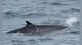 ¿Qué hacen ballenas frente a Lima? Avistan a dos especies de más de 20 metros nadando en el litoral