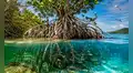 El sorprendente árbol de América Latina que crece flotando en el mar, desaliniza agua de océanos y crea su propio ecosistema