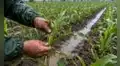 Agro peruano cayó 2,06% en marzo: ¿qué cultivos fueron los más afectados por el clima?