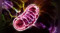 Científicos alemanes descubrieron el nutriente que puede potenciar la energía celular