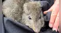 Científicos australianos utilizan ADN de excremento para salvar a uno de los marsupiales más raros del mundo