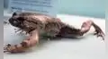 La extraña rana que rompe sus propios huesos para sacar garras afiladas como armas cuando se siente amenazada
