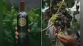 Wayocari, el vino peruano producido a 2.900 m.s.n.m. que conquistó el paladar de famoso crítico británico y lo colocó entre los mejores del mundo