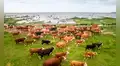 Un rebaño de vacas fue abandonado hace 130 años en una isla desierta, y un estudio genético dejó sorprendidos a los científicos