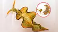 Elysia marginata: la babosa marina que se desprende de su cuerpo y se alimenta de la luz como una planta