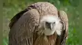 Científicos descubren por primera vez a buitres nativos devorando huevos de una temida especie invasora del sur de EE. UU.
