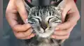 Estudio científico revela que el cáncer en gatos domésticos comparte varias mutaciones genéticas con los humanos