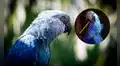 De la película ‘Río’ a la realidad: guacamayos azules considerados extintos desde 2000 son rescatados en Brasil