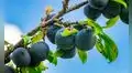 Esta fruta tropical de América Latina es clave para mejorar la digestión, proteger la piel y fortalecer tus defensas