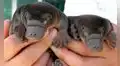 Parece inofensivo, pero es uno de los animales más raros de la tierra: pone huevos y tiene un veneno que puede paralizar a un humano