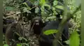 La comunidad más grande de chimpancés salvajes se divide luego de décadas de unión: ataques entre ellos en una ‘guerra civil’