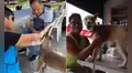 Este distrito de Lima Metropolitana realizará una campaña veterinaria GRATIS el viernes 5 de junio: conoce el horario y lugar de atención