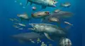 Cerca de 500 peces fosilizados en Egipto: científicos descubren un 'acuario petrificado' de 62 millones de años de antigüedad