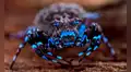 Científicos descubren nuevas especies en una isla remota: libélulas, saltamontes y una araña fluorescente