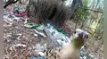 Unas aves australianas estan recolectando frascos, billetes alambres e incluso esposas para impresionar a las hembras