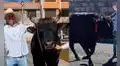 Elecciones Generales 2026: agricultor acude a votar junto a su toro de pelea de 900 kg en Arequipa
