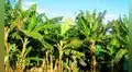 Brasil convierte troncos de plátano en ropa, papel y bandejas de fruta gracias a una tecnología industrial innovadora