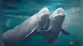 Las ballenas belugas del Ártico cambian de pareja constantemente y esto podría salvar a su especie