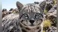 Chile protege al gato más amenazado de América Latina ante la pérdida de hábitat en la cordillera de los Andes