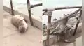Lobo marino lucha por regresar al mar tras quedar varado en playa Los Yuyos de la Costa Verde por fuerte oleaje