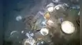Un robot submarino descubre un naufragio casi intacto en las costas de Noruega cargado con pilas de porcelana china