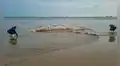 Impactante hallazgo en Tumbes: encuentran una enorme ballena jorobada de más de 14 metros en avanzado estado de descomposición