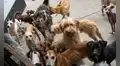 Piden al Congreso acelerar aprobación de ley para que colegios enseñen tenencia responsable de mascotas