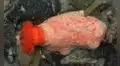Científicos descubren partes del pepino de mar pueden sobrevivir años por sí solos, reparándose y creciendo sin necesidad del cuerpo completo