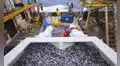 Produce suspende la pesca de anchoveta en la zona Norte-Centro ante condiciones cálidas del mar