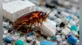 Los científicos se sorprenden: esta cucaracha no solo come plástico, sino que después puede transformarlo en energía