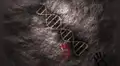 Científicos identifican un ADN antiguo compartido con los neandertales que podría explicar el lenguaje humano