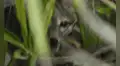 Científicos capturan las primeras imágenes de una especie difícil de avistar y que habita en una isla de México